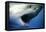 Great White Shark with Mouth Wide Open-null-Framed Premier Image Canvas