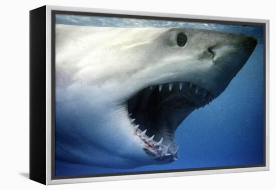 Great White Shark with Mouth Wide Open-null-Framed Premier Image Canvas