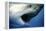 Great White Shark with Mouth Wide Open-null-Framed Premier Image Canvas