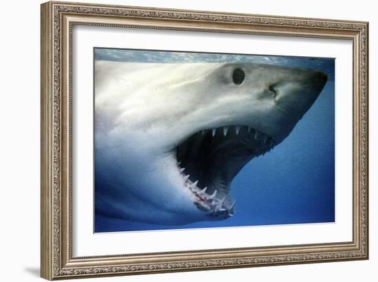 Great White Shark with Mouth Wide Open-null-Framed Photographic Print