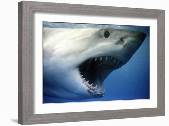 Great White Shark with Mouth Wide Open-null-Framed Photographic Print