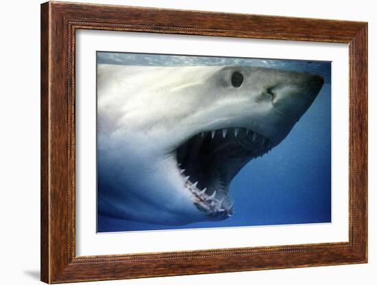 Great White Shark with Mouth Wide Open-null-Framed Photographic Print