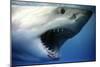 Great White Shark with Mouth Wide Open-null-Mounted Photographic Print