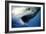 Great White Shark with Mouth Wide Open-null-Framed Photographic Print