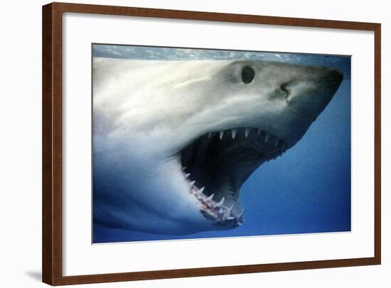 Great White Shark with Mouth Wide Open-null-Framed Photographic Print