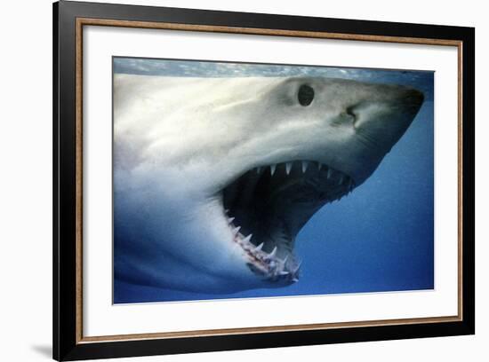 Great White Shark with Mouth Wide Open-null-Framed Photographic Print