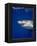 Great White Shark-Stephen Frink-Framed Premier Image Canvas