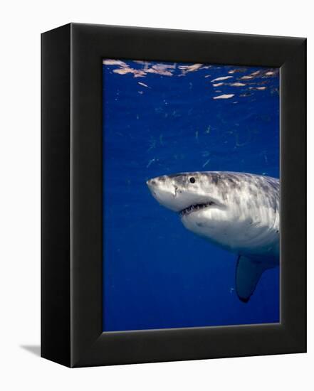 Great White Shark-Stephen Frink-Framed Premier Image Canvas