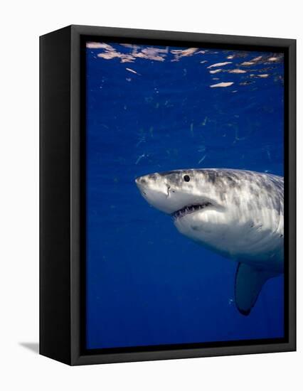 Great White Shark-Stephen Frink-Framed Premier Image Canvas