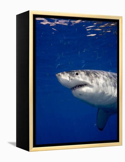 Great White Shark-Stephen Frink-Framed Premier Image Canvas