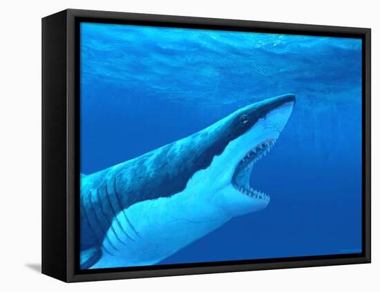 Great White Shark-Chris Butler-Framed Premier Image Canvas