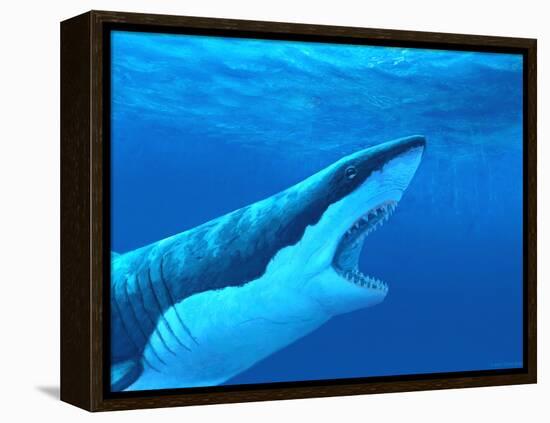 Great White Shark-Chris Butler-Framed Premier Image Canvas