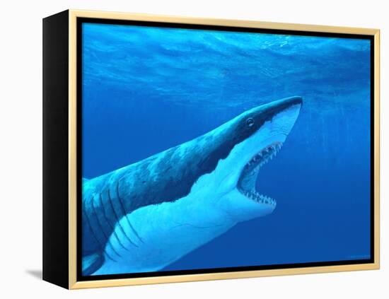 Great White Shark-Chris Butler-Framed Premier Image Canvas