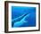 Great White Shark-Chris Butler-Framed Premium Photographic Print