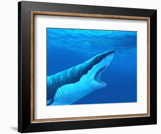 Great White Shark-Chris Butler-Framed Premium Photographic Print