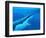 Great White Shark-Chris Butler-Framed Premium Photographic Print