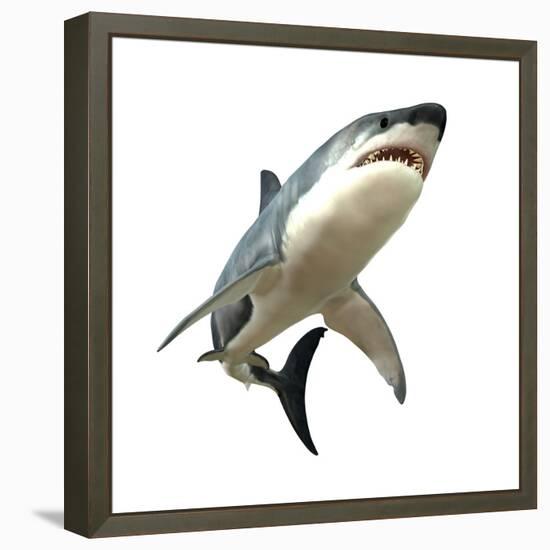 Great White Shark-null-Framed Stretched Canvas