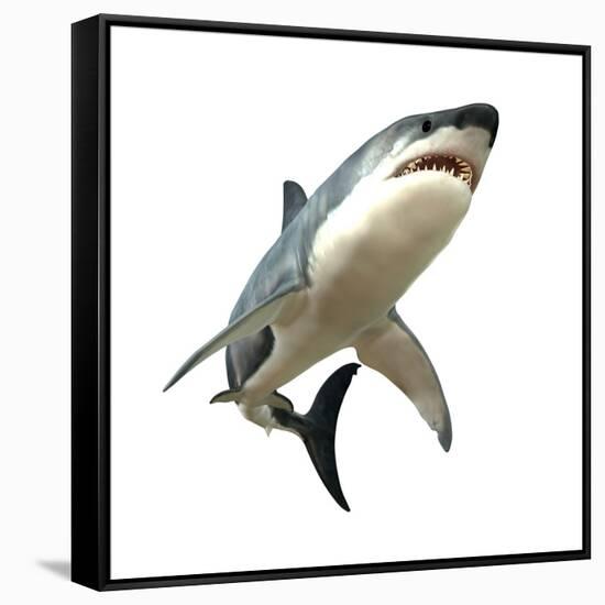 Great White Shark-null-Framed Stretched Canvas