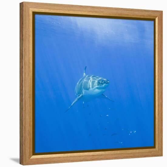 Great White Shark-DLILLC-Framed Premier Image Canvas