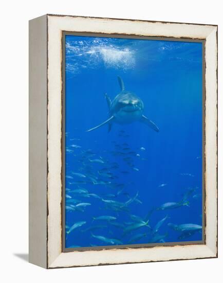 Great White Shark-DLILLC-Framed Premier Image Canvas