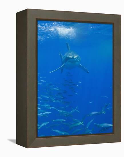 Great White Shark-DLILLC-Framed Premier Image Canvas