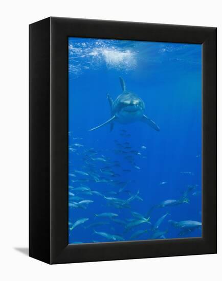 Great White Shark-DLILLC-Framed Premier Image Canvas