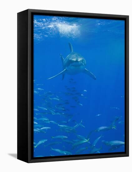 Great White Shark-DLILLC-Framed Premier Image Canvas