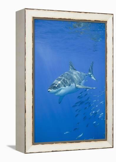 Great White Shark-DLILLC-Framed Premier Image Canvas