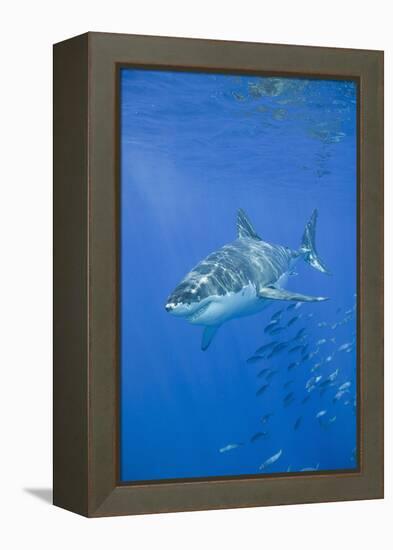 Great White Shark-DLILLC-Framed Premier Image Canvas