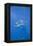 Great White Shark-DLILLC-Framed Premier Image Canvas