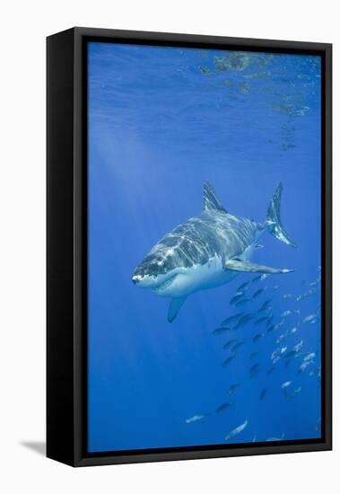 Great White Shark-DLILLC-Framed Premier Image Canvas