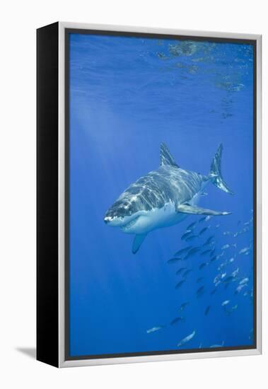 Great White Shark-DLILLC-Framed Premier Image Canvas