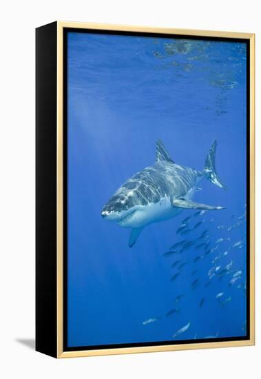 Great White Shark-DLILLC-Framed Premier Image Canvas