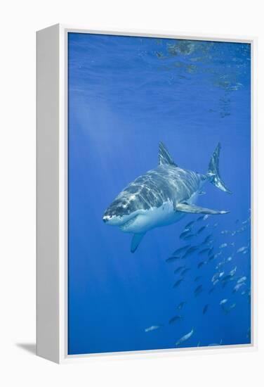 Great White Shark-DLILLC-Framed Premier Image Canvas