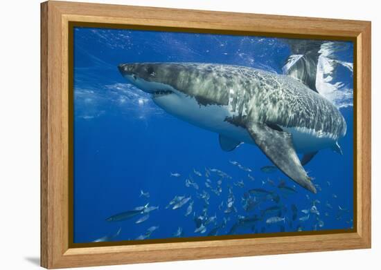 Great White Shark-DLILLC-Framed Premier Image Canvas