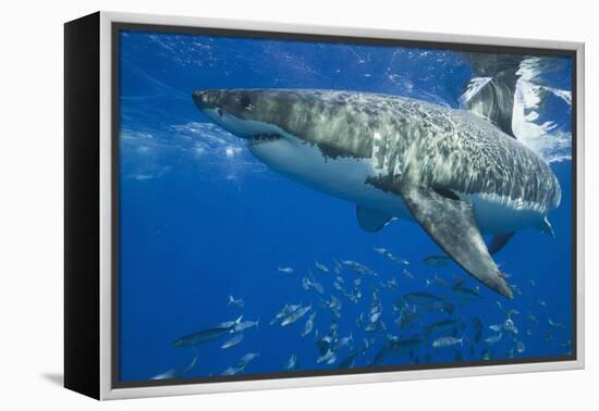 Great White Shark-DLILLC-Framed Premier Image Canvas