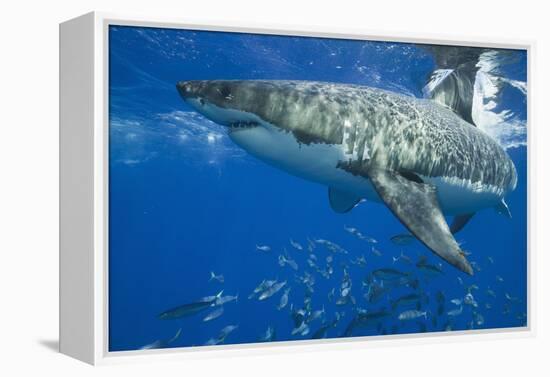 Great White Shark-DLILLC-Framed Premier Image Canvas