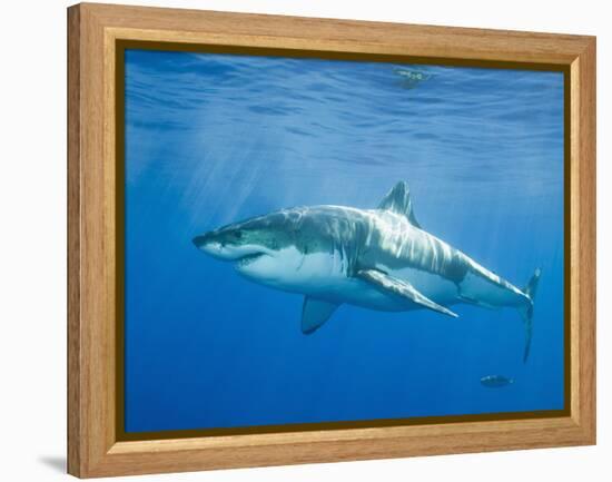 Great White Shark-DLILLC-Framed Premier Image Canvas