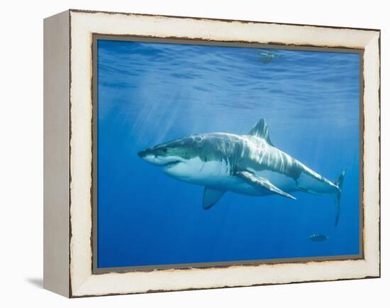 Great White Shark-DLILLC-Framed Premier Image Canvas