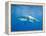 Great White Shark-DLILLC-Framed Premier Image Canvas