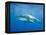 Great White Shark-DLILLC-Framed Premier Image Canvas