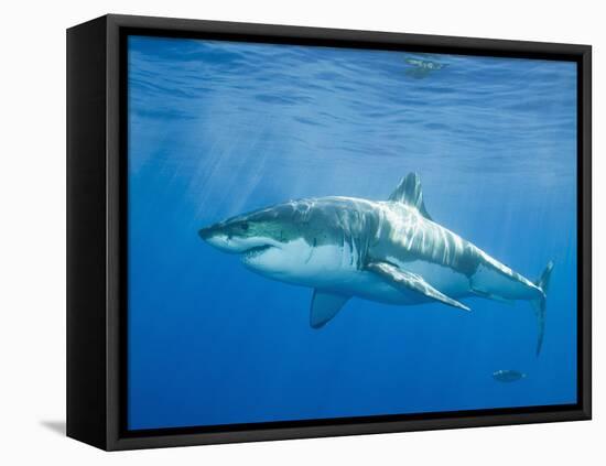 Great White Shark-DLILLC-Framed Premier Image Canvas