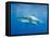 Great White Shark-DLILLC-Framed Premier Image Canvas