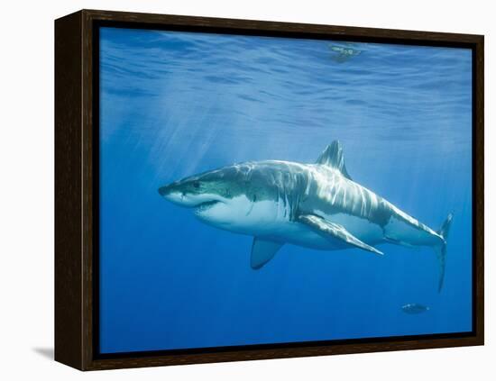 Great White Shark-DLILLC-Framed Premier Image Canvas