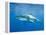 Great White Shark-DLILLC-Framed Premier Image Canvas