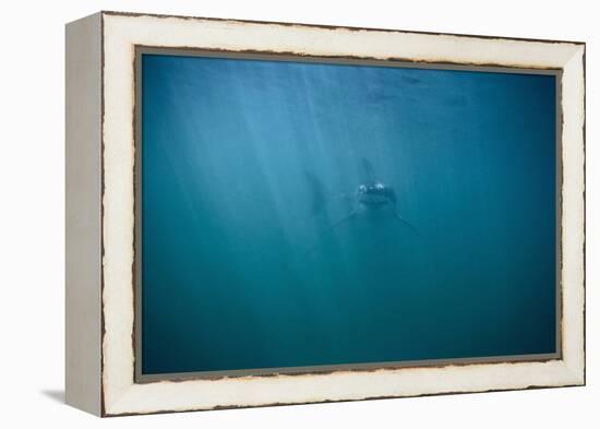 Great White Shark-DLILLC-Framed Premier Image Canvas