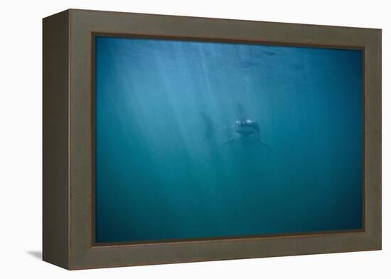 Great White Shark-DLILLC-Framed Premier Image Canvas