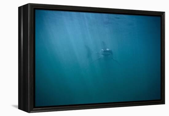 Great White Shark-DLILLC-Framed Premier Image Canvas