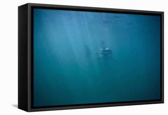 Great White Shark-DLILLC-Framed Premier Image Canvas