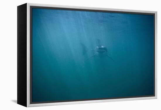 Great White Shark-DLILLC-Framed Premier Image Canvas